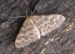 Idaea auricruda