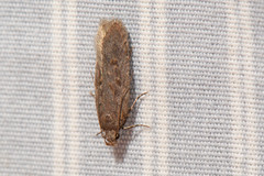 Filatima betulae