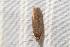 Filatima betulae