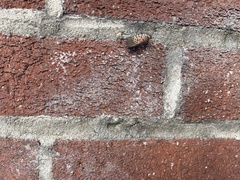 Lycorma delicatula