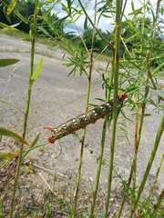 Hyles euphorbiae