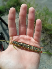 Hyles euphorbiae