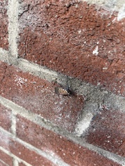 Lycorma delicatula