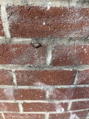 Lycorma delicatula