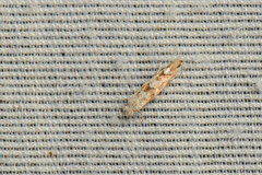 Phyllonorycter nipigon