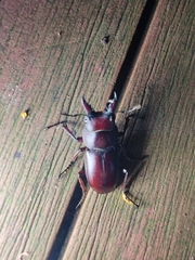 Prosopocoilus