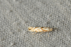 Phyllonorycter nipigon