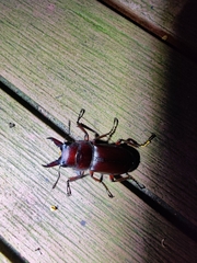 Prosopocoilus
