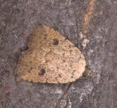 Anachrostis nigripunctalis
