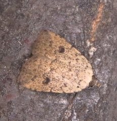 Anachrostis nigripunctalis
