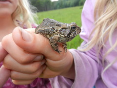 Anaxyrus fowleri