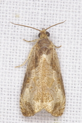Olethreutes punctanum