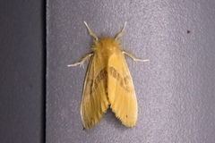 Artaxa subflava