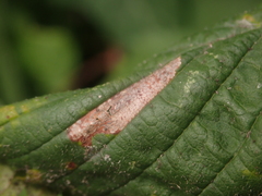 Phyllonorycter schreberella