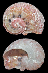 Stomatolina