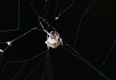 Verrucosa undecimvariolata