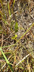 Penstemon cobaea