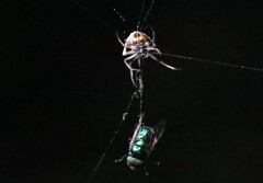 Verrucosa undecimvariolata