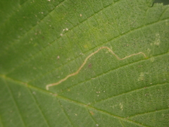 Stigmella ulmivora