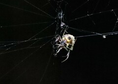 Verrucosa undecimvariolata