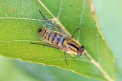 Thereva aurata