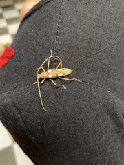 Eburia quadrimaculata