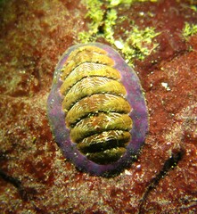 Tonicella insignis