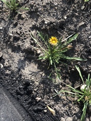 Asteraceae