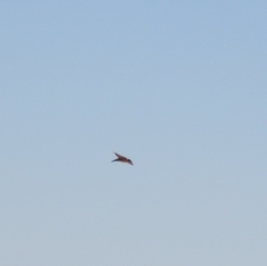 Ptyonoprogne