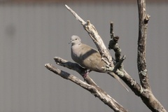 Streptopelia decaocto