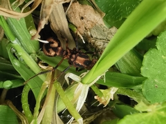 Acromyrmex coronatus