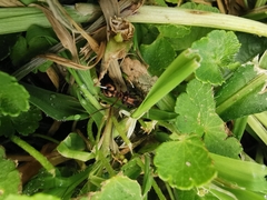 Acromyrmex coronatus