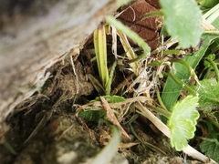 Acromyrmex coronatus