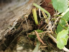 Acromyrmex coronatus