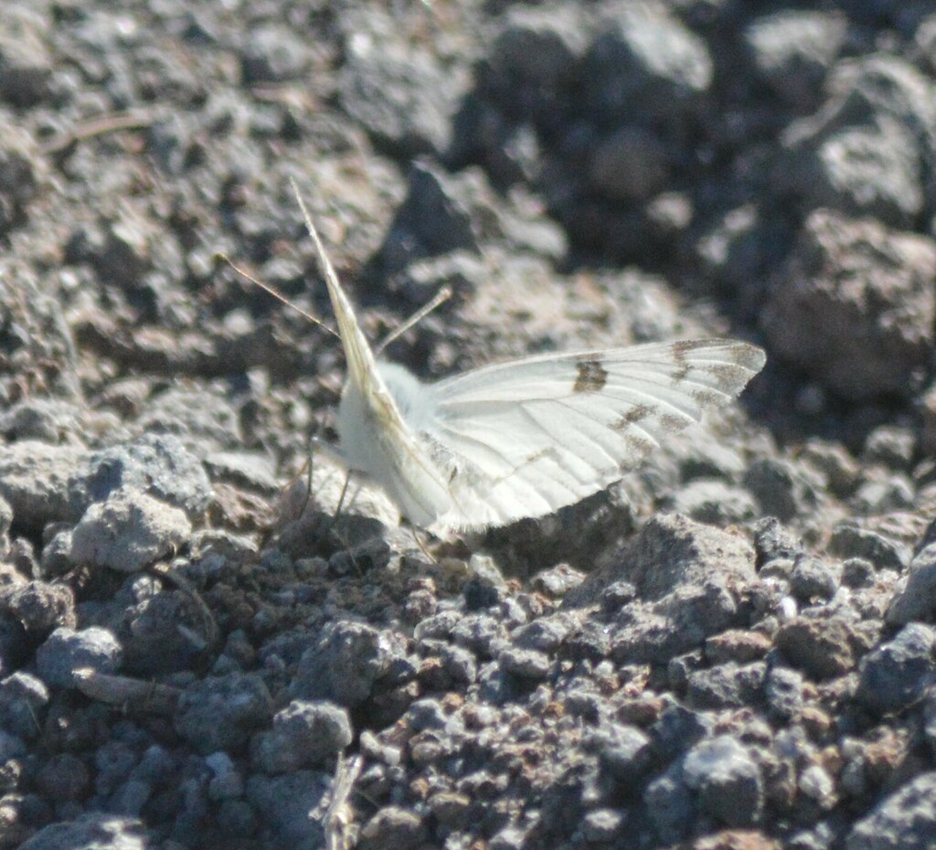 Western White