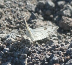 Western White