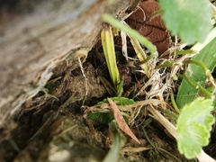 Acromyrmex coronatus