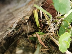 Acromyrmex coronatus