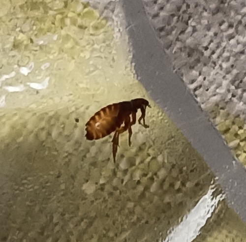 Cat flea