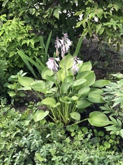 Hosta