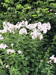 Phlox