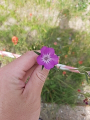 Agrostemma githago