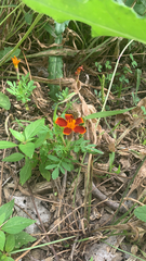 Tagetes lunulata