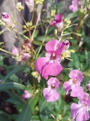 Impatiens glandulifera