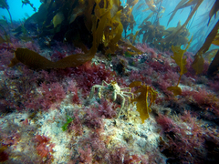 Eurypodius longirostris