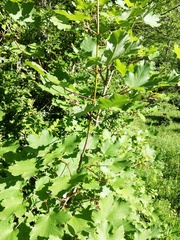 Acer