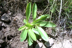 Alepidea