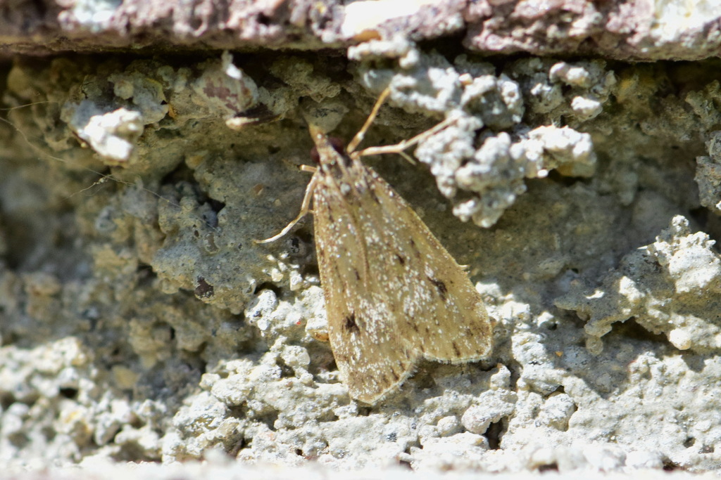 Witlesia pallida