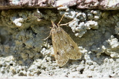Eudonia pallida