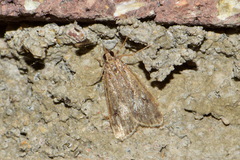 Eudonia pallida